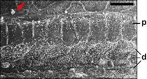 Legacy educational micrograph-style image of cochlear sensory hair cells