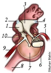 Legacy anatomical illustration of the middle-ear ossicles